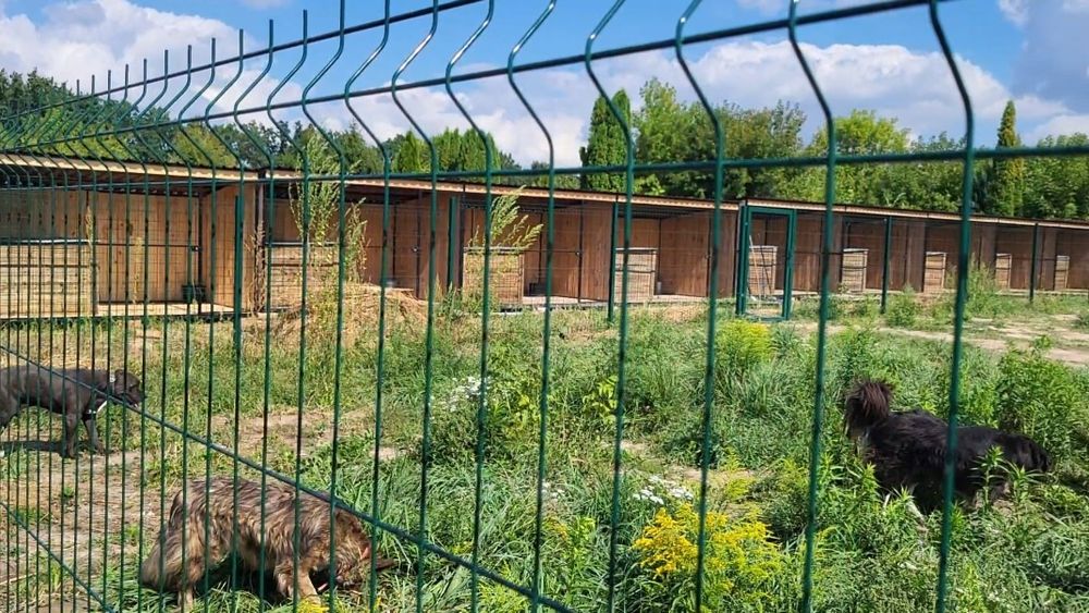 Передержка для животных