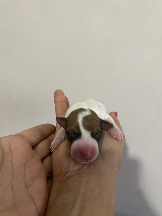 Цуцики, Джек-рассел, бронь