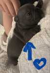 Buldog francuski blue  samiec