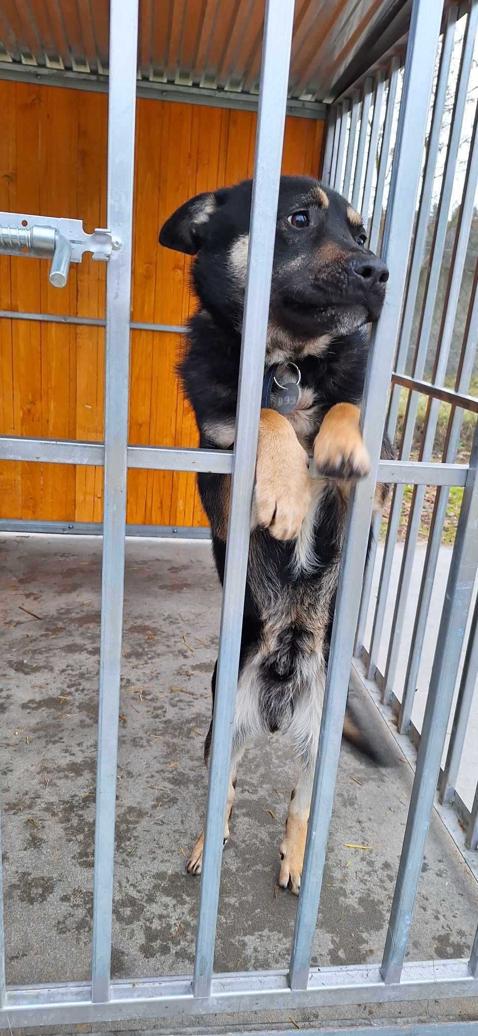 Idzie wiosna! Daj im nowe życie! Psiaki szukają domów stałych/tymczasu