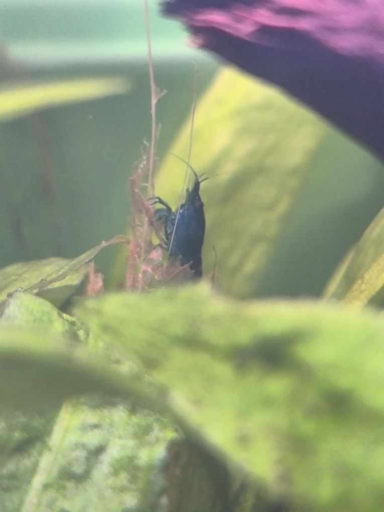 Neocaridina Blue Dream — Camarões Lindíssimos e Saudáveis!