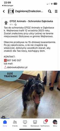 Pies długowłosy znaleziony w Bolszewo
