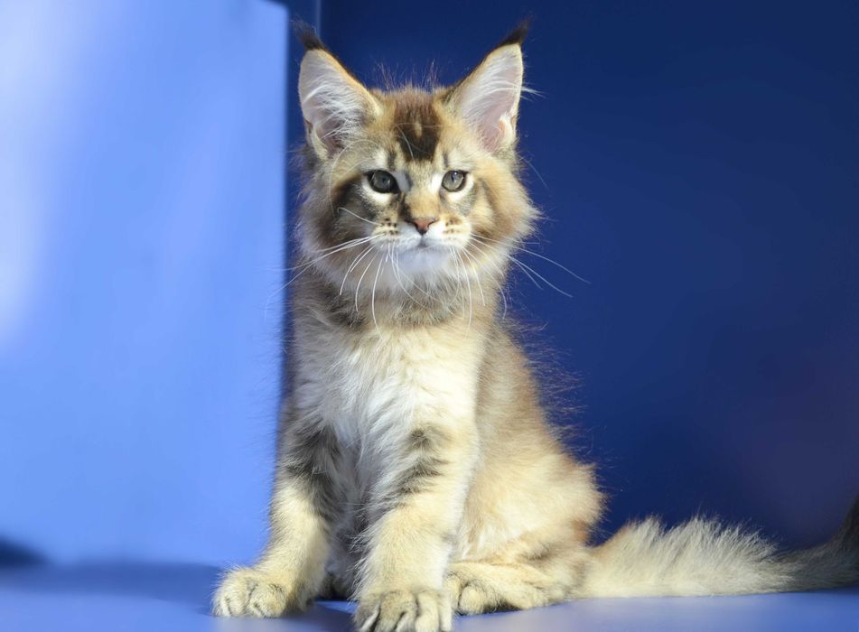 Роскошный мальчик. Мейн кун