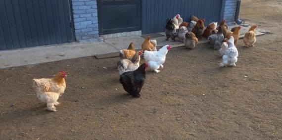 Kochin Olbrzymi jaja legowe, kolorowe kury