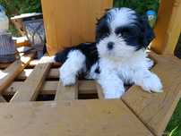 Shih TZU sunia sunia