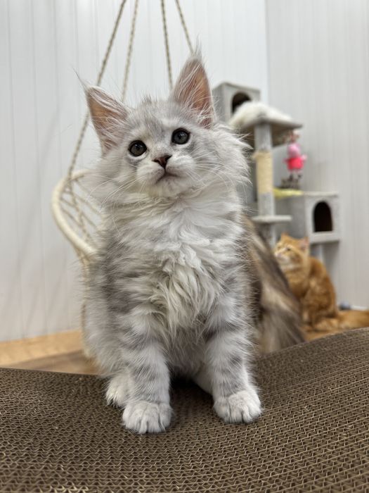 Мальчик голубой на высоком серебре эксклюзив котенок мейн кун