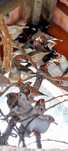 Animais aves domesticas