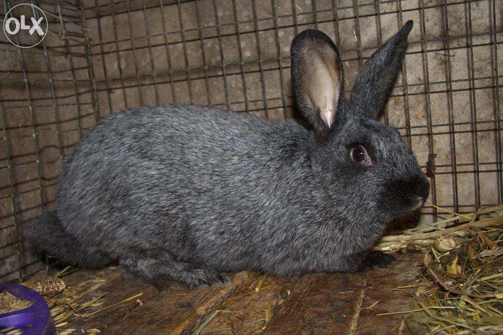 Полтавське срібло