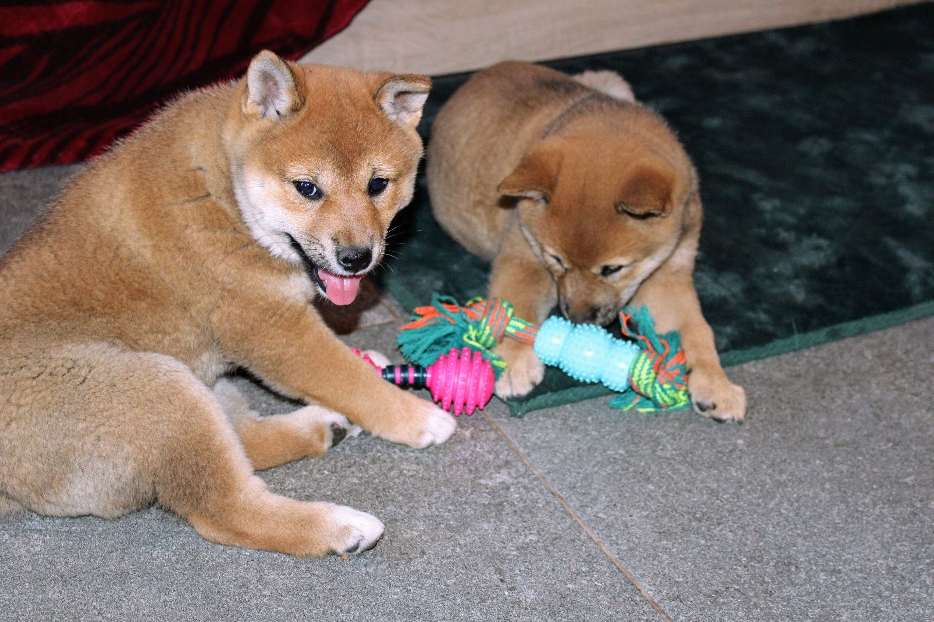 SUCZKA Shiba Inu * Gotowa do Odbioru