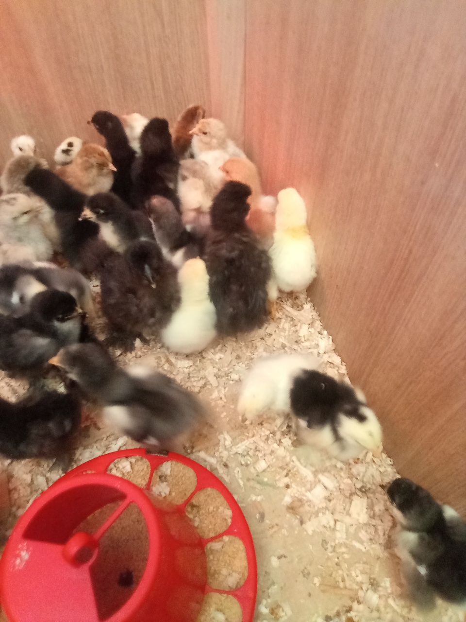 Pintinho brahmas e sedosas