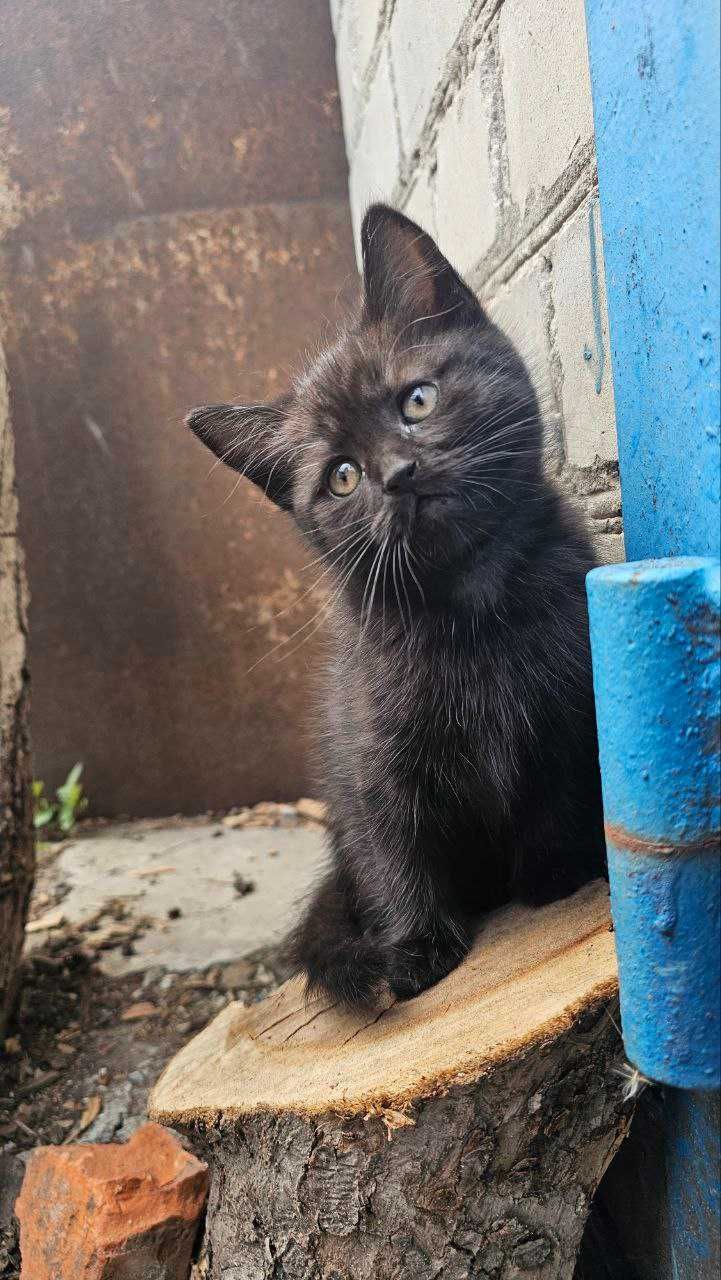 Кошенята мишоловки
