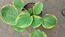 Funkia hosta ozdobne liście
