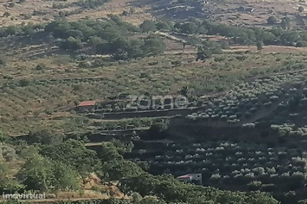 Terreno Agrícola com Rentabilidade (Olival, Amendoeiras) em Trevões