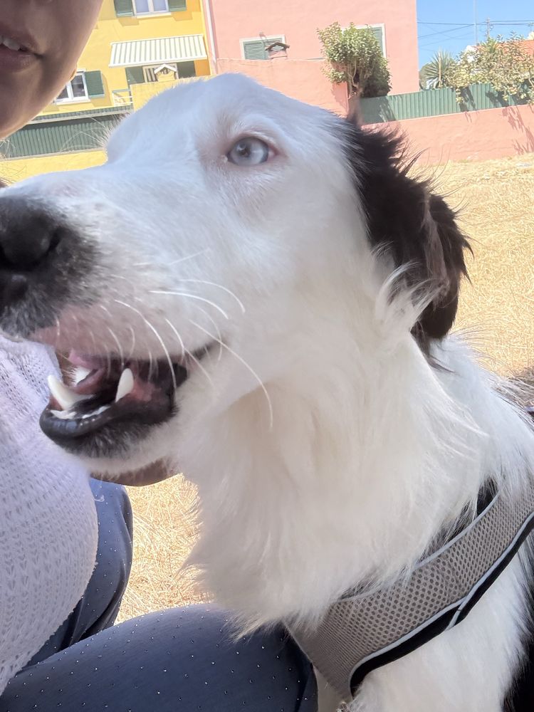 Damos border collie jovem