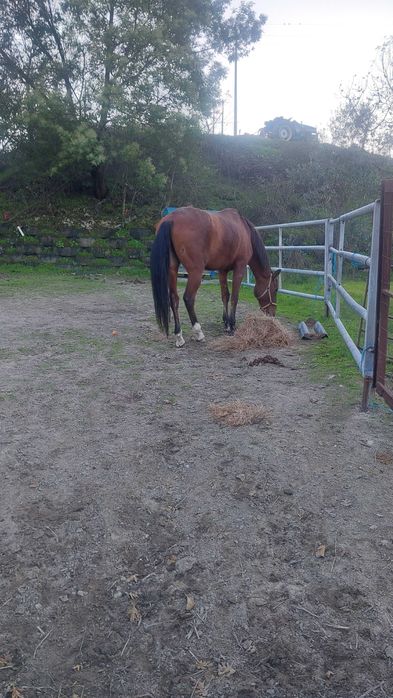 Cavalo lusitano castrado