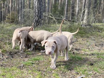 American Pitbull Terrier - suczka Cobra