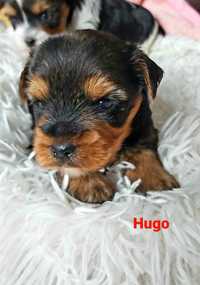 Yorkshire terrier chłopczyk Hugo