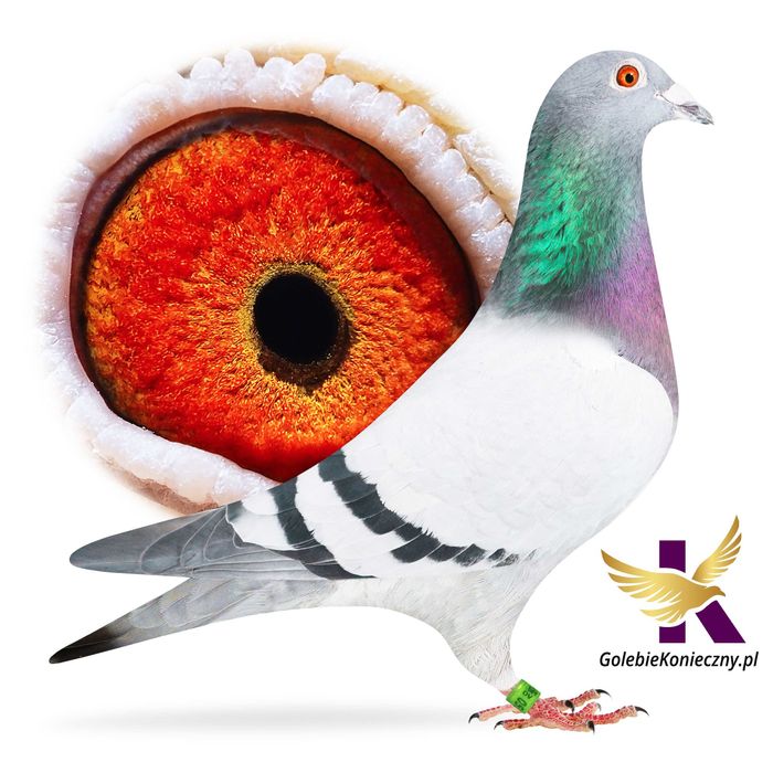 Sprzedam gołębie pocztowe, świetne pochodzenie, możliwość wysyłki.