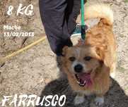 Cão Porte Pequeno (8kg) Para Adoção (Farrusco)