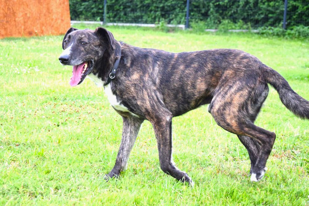 Grzeczny, cudny, kochany, spokojny, bezdomny piesek prosi o dom