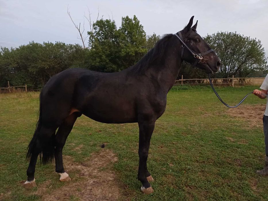 Ogier śląski 2,5 roku  wzrost 165 cm