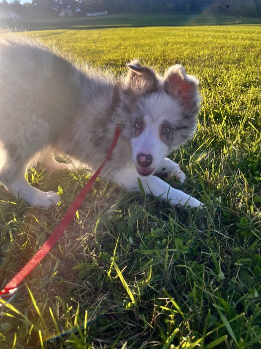 Border collie blue merle