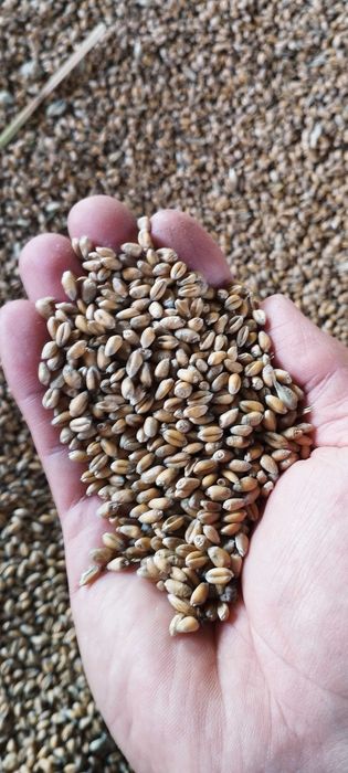 Pszenica ozima ekologiczna z certyfikatem dla kurek 25kg