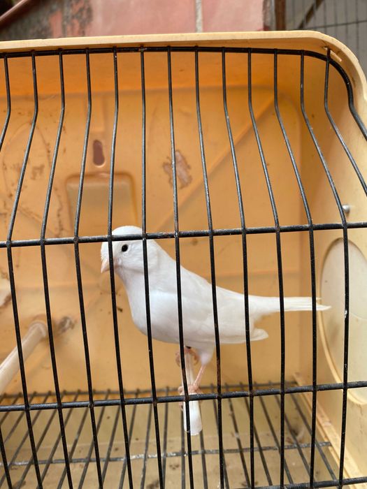 canarios brancos para venda