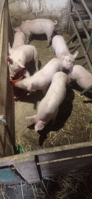 Домашні поросята