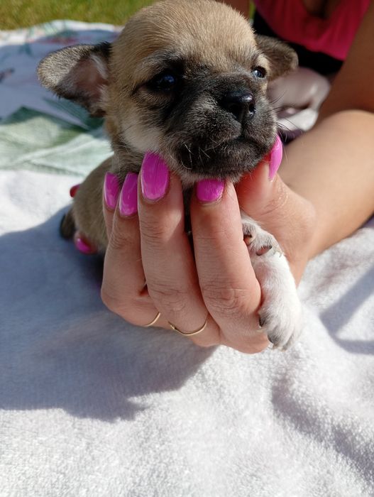 Śliczny piesek chihuahua