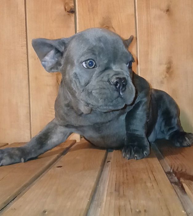 дівчинка французького бульдога