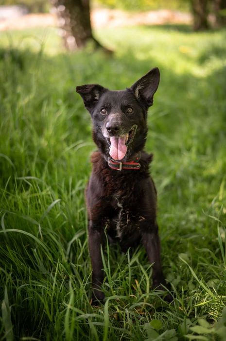 Kajtek w domu tymczasowym czeka na swoje szczęście ADOPCJA