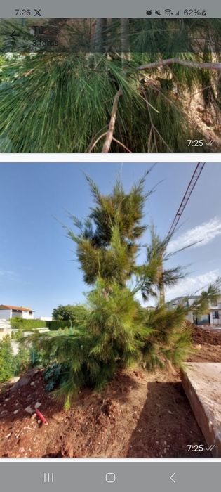 Pinheiros de 4 mt de altura