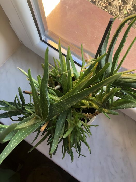 Aloes doniczkowy