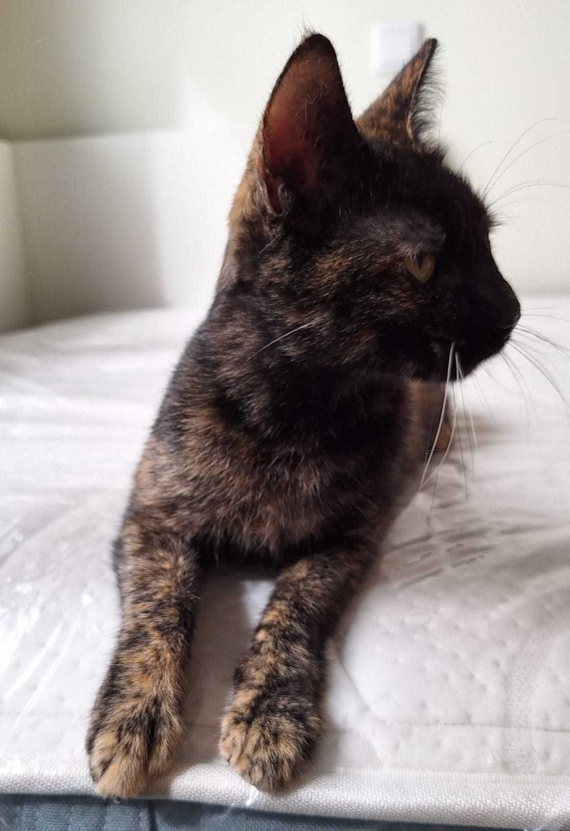 Gatinha de 5 meses para adopção