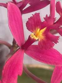 Орхідеі Епідедріум