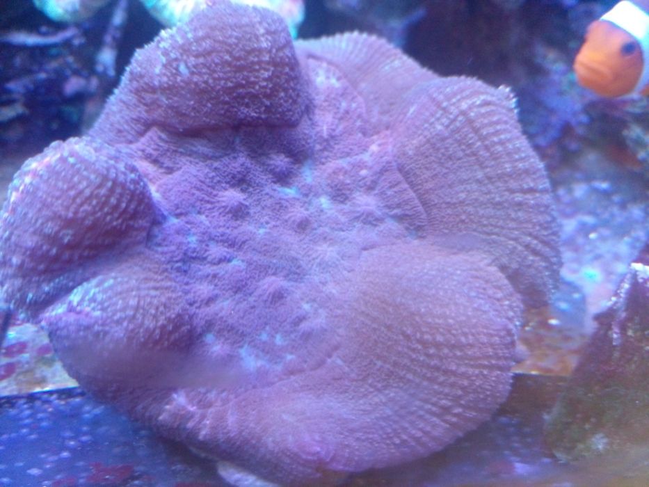 Морські корали. Саркафетон