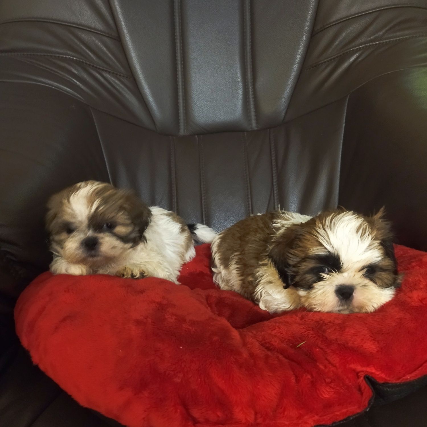 Shih tzu szczeniak