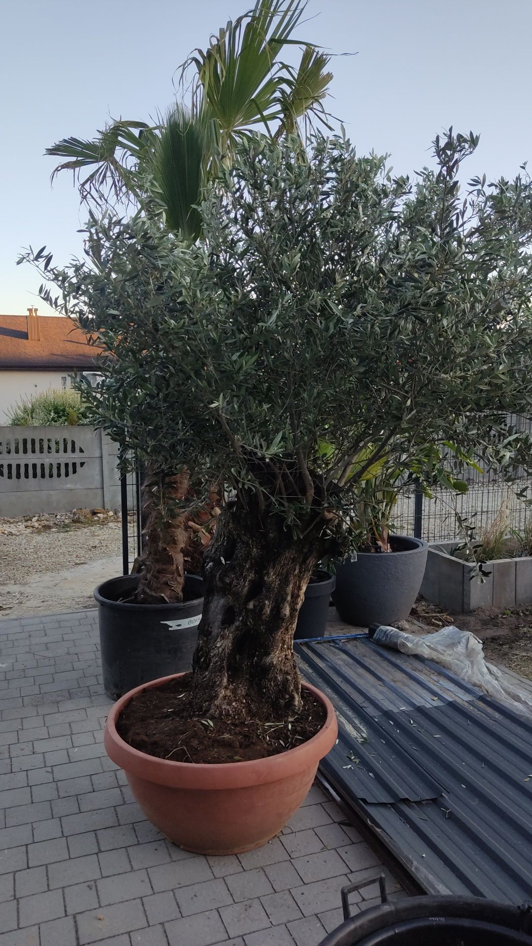 Drzewo oliwne, oliwka europejska bonsai