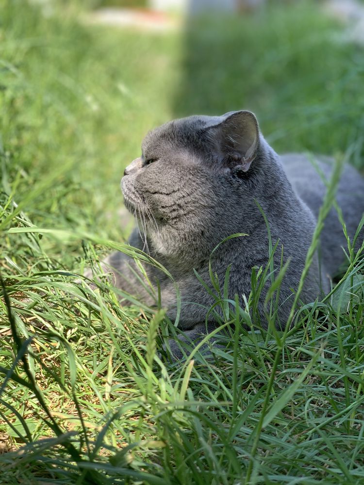 Вязка с лучшим котом Украины ! Шотландский кот прямоухий