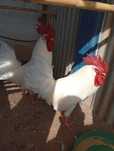 Galos leghorn com cerca de 9 meses