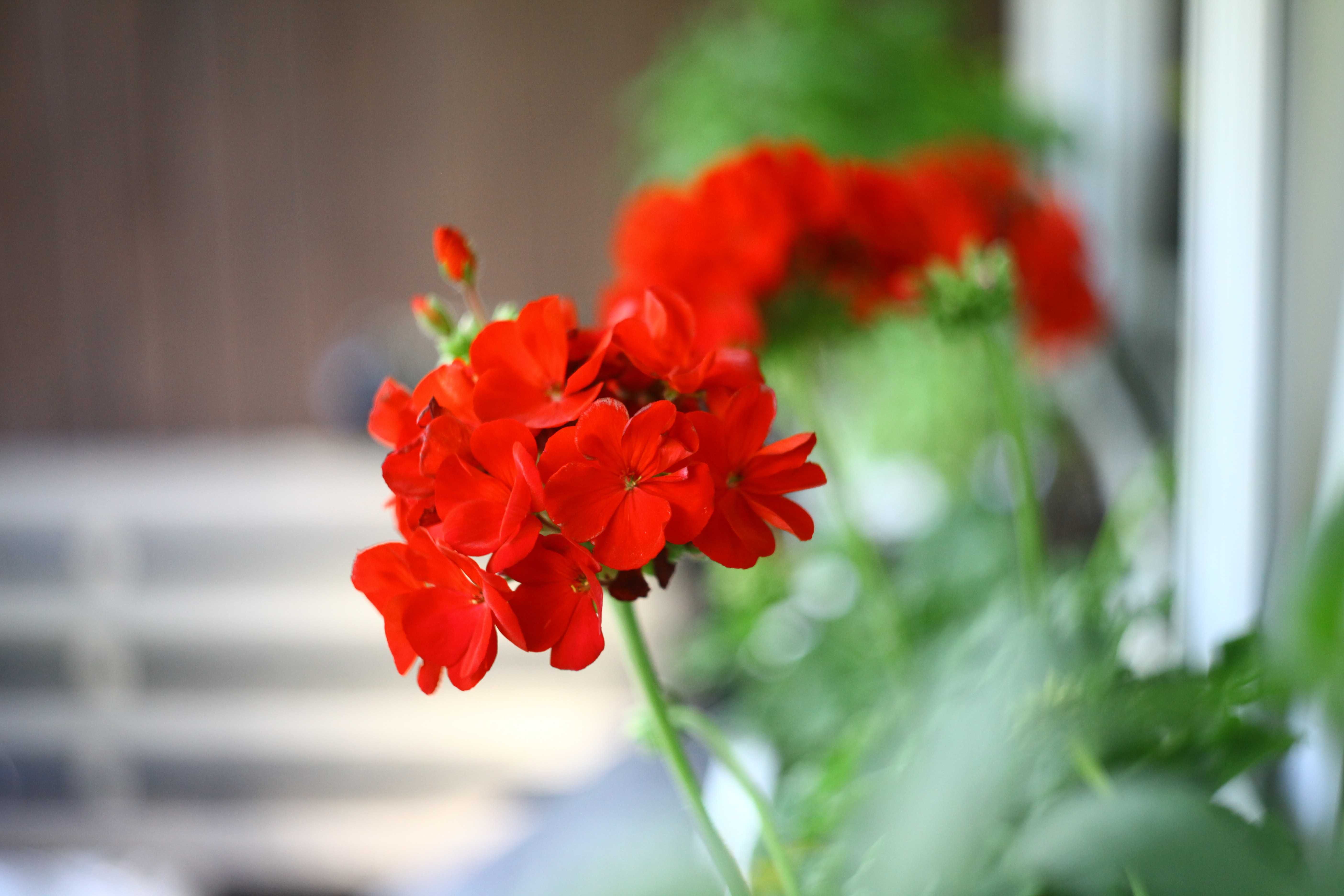 Obiektyw HELIOS 44-2 2/58 mm na M42 KLASYK RETRO PRL+sample