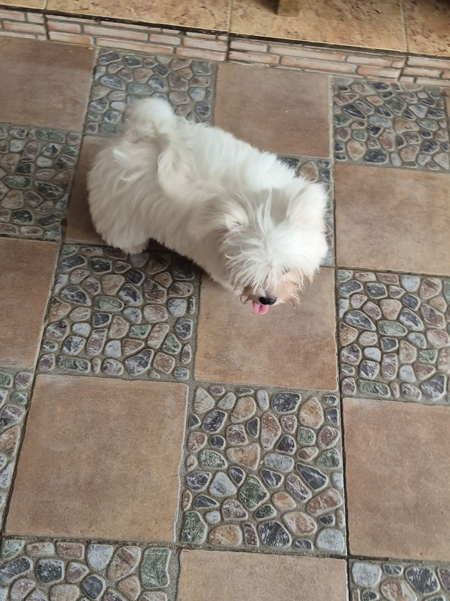Bichon Maltês Macho Criadora Registada PT 3098 FL