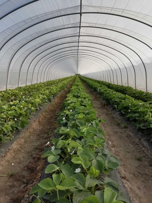 Nowe tunele foliowe 7.5x3x32m tunel foliowy na truskawki