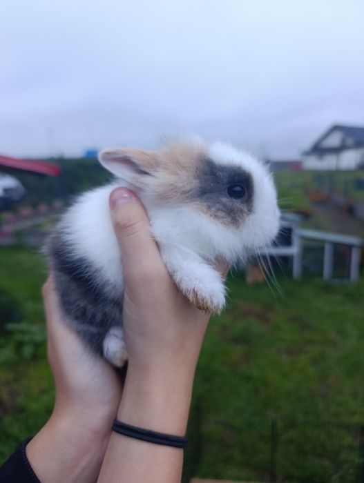 Królik miniaturka