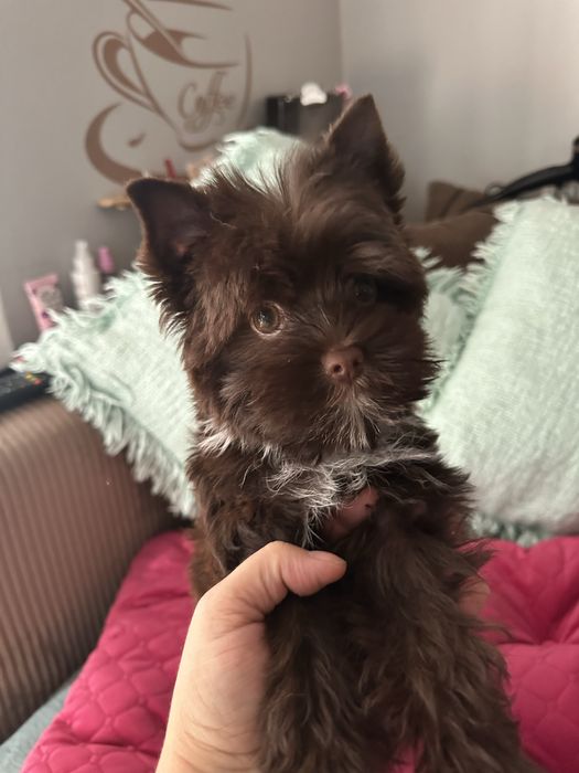 Yorkshire czekolada suczka