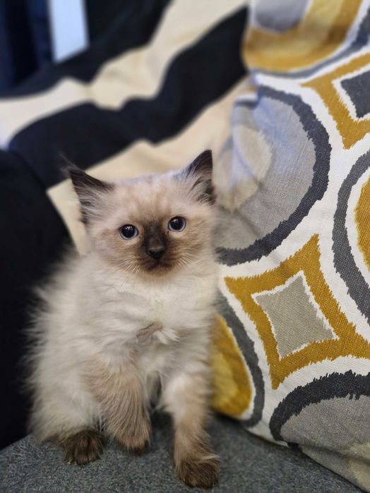 Kotki i Kocurek Ragdoll