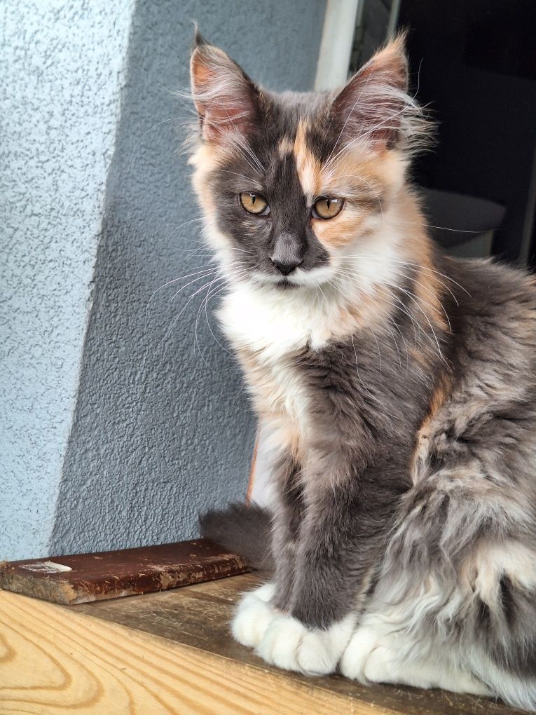 Koteczka maine coon