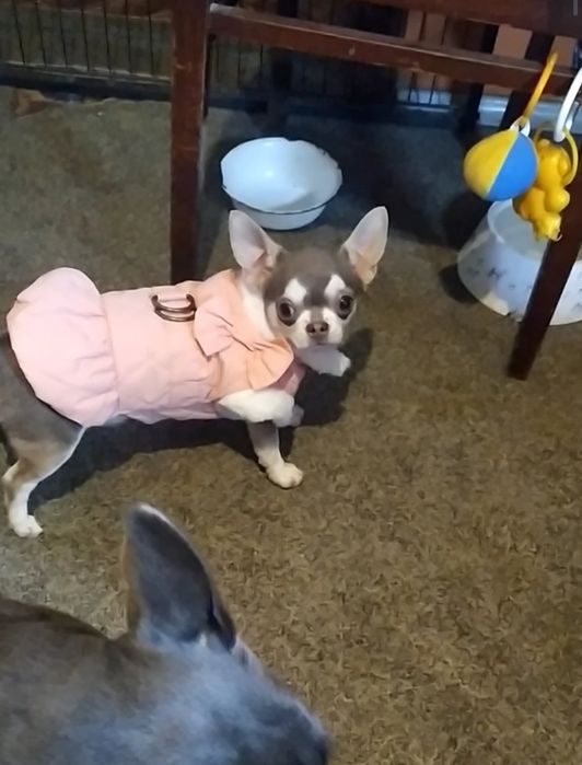 Підрощена дівчинка чихуахуа