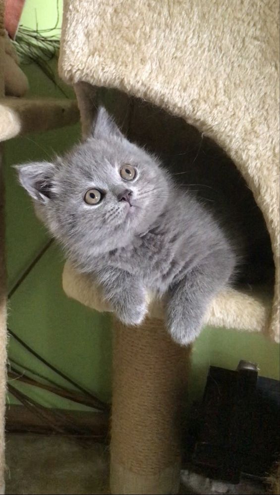Британський короткошерстий котик